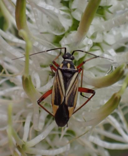 Réf. 310 390 : Hadrodemus m-flavum